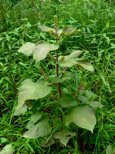 {Perilla frutescens}